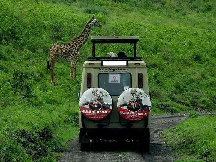 game drive past giraffe